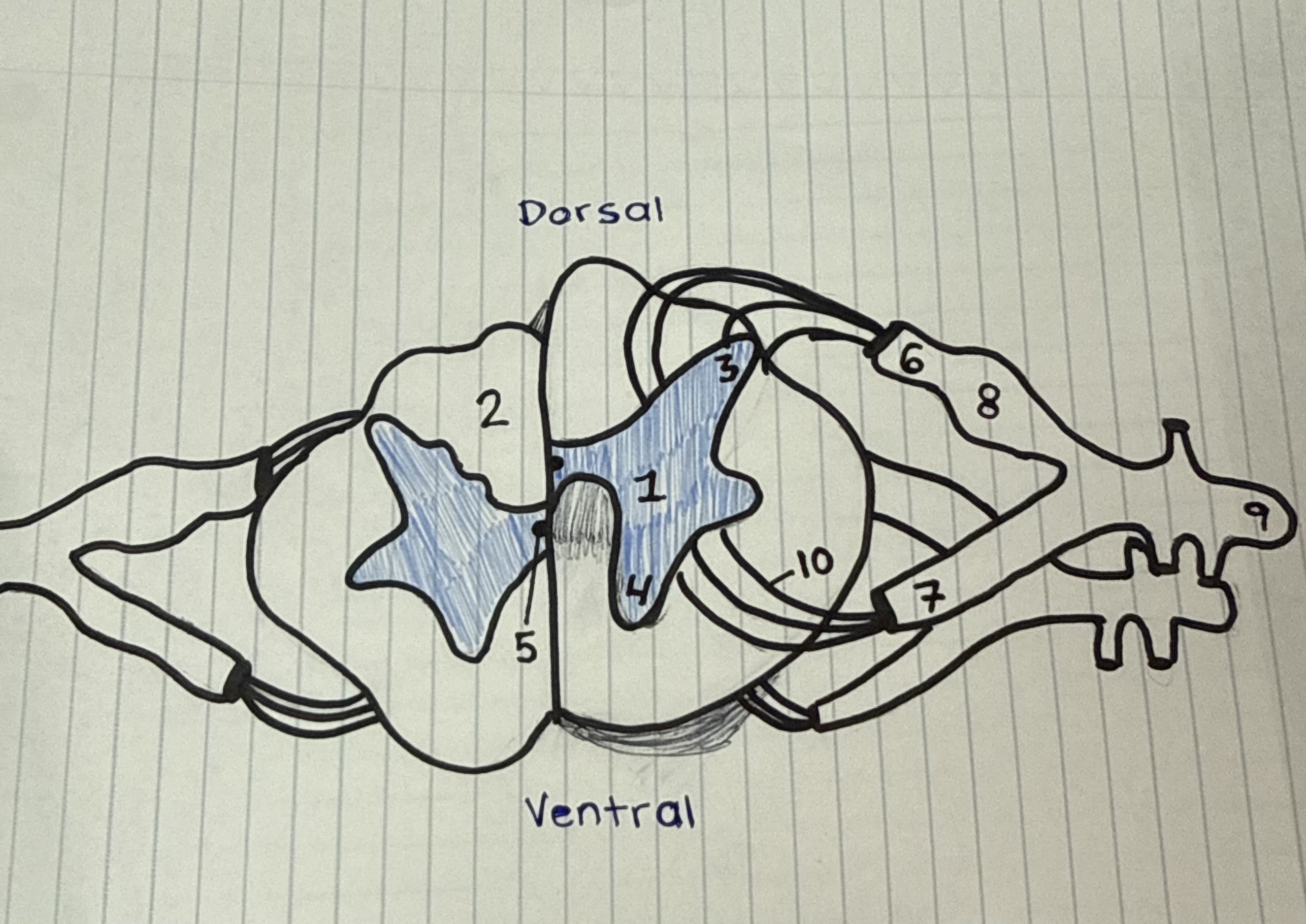 <p>Lable 1</p>