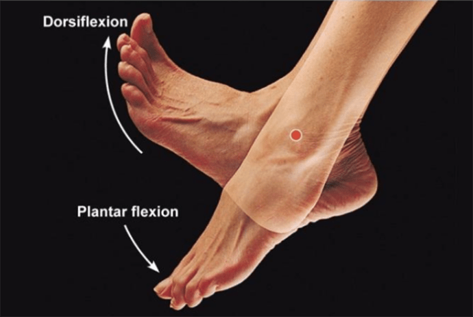 <p>dorsiflexion + plantarflexion</p>