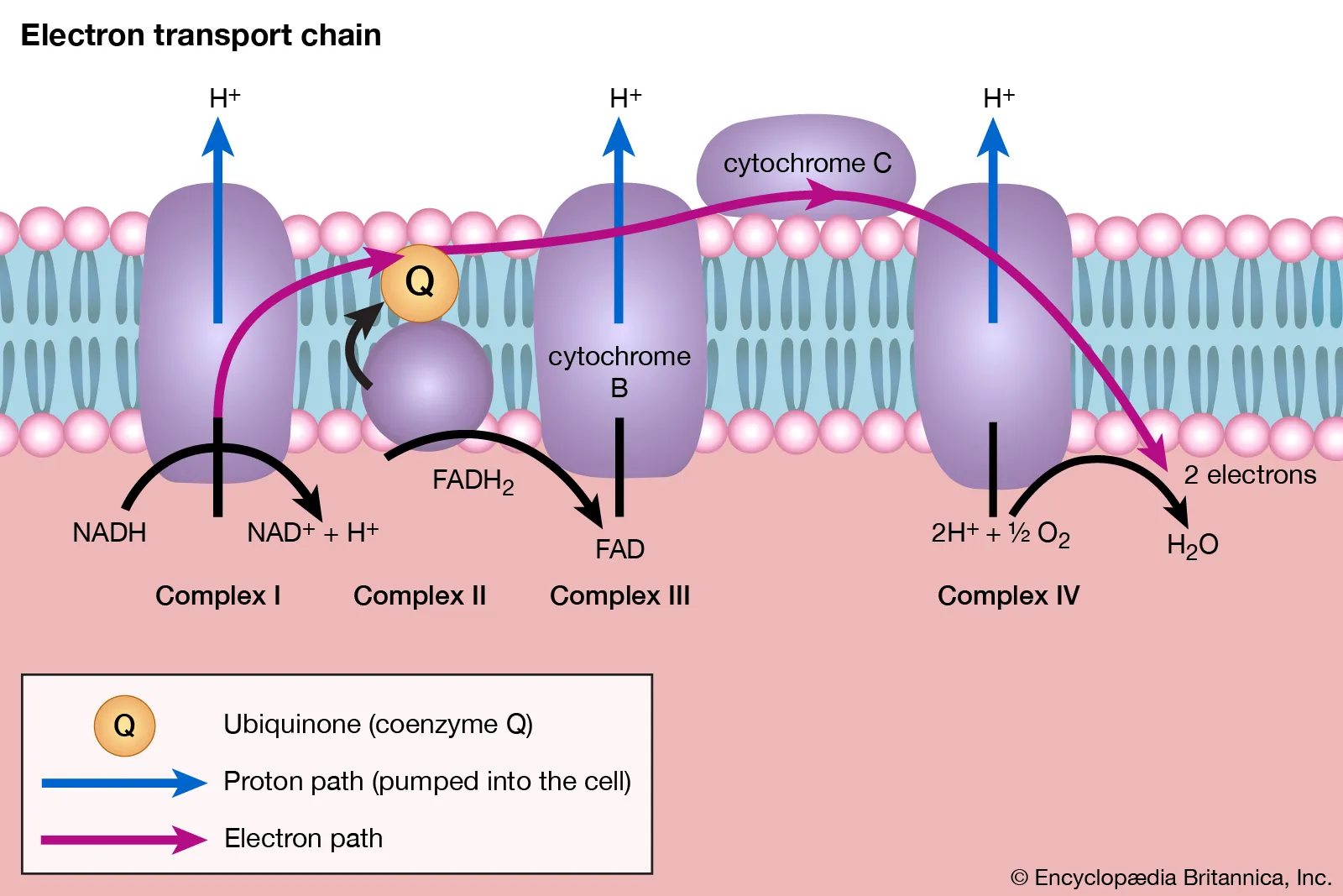 <p>Cellular Respiration</p>