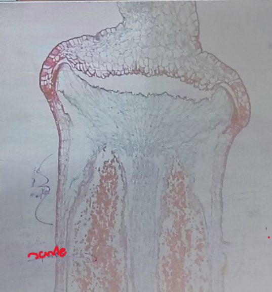 <ol><li><p>Name it </p></li></ol><p></p>