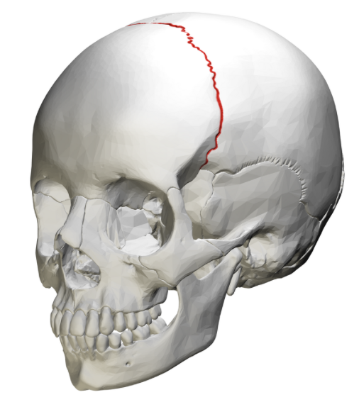 <p>Welk sutuur is dit?</p>