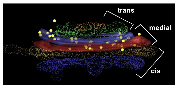 <ul><li><p>series of three or more large, flattened cisternae that comprise the majority of the Golgi structure</p></li><li><p>3 main sections: cis, medial and trans cisternae</p></li></ul><p></p>
