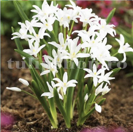 <p>white/soft violet w/ white center<br>keel leaves<br>‘Gigantea alba’<br>1-2 erect flowers</p>