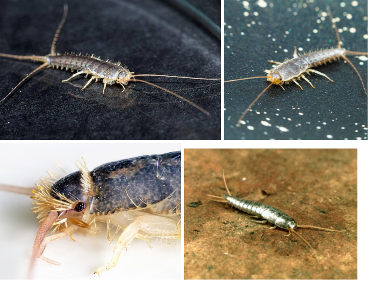 <p>What order are these bugs found in?</p>