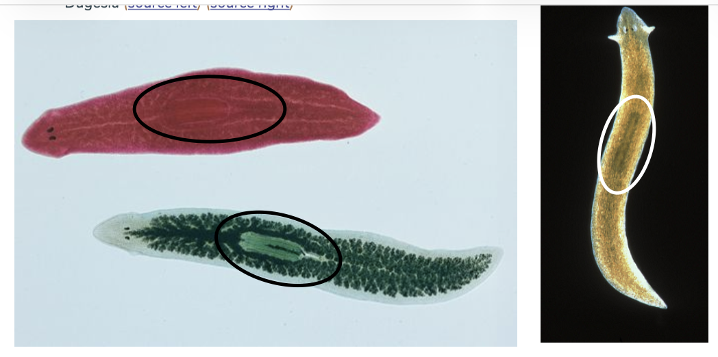 <p>What is circled? What is its function?</p>