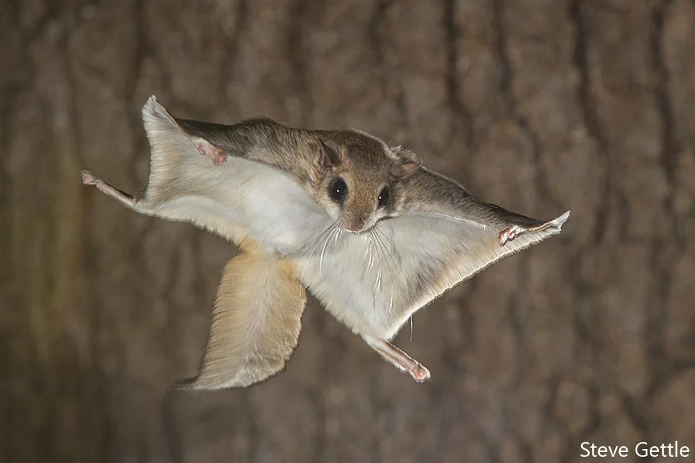 <p><span style="background-color: transparent;">> Patagium from wrist to jawline</span></p><p><span style="background-color: transparent;">>tail has stiff hairs</span></p><p><span style="background-color: transparent;"><strong>> peg tooth tiny tooth in skull</strong></span></p>