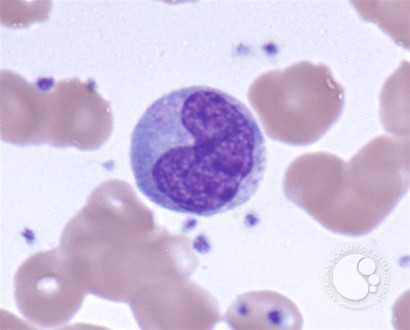 <p>Identify the leukocyte and approximate WBC Differential Ranges</p>