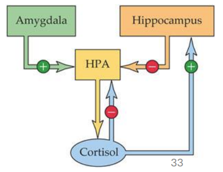 <ul><li><p><em>Amygdala activity is affected by </em><strong><em>baseline cortisol tone</em></strong></p></li><li><p>When tone is moderate</p><ul><li><p>stress responses are terminated quickly, NA levels lower</p></li></ul></li><li><p>When tone is weak</p><ul><li><p>stress responses stronger, NA levels higher</p></li></ul></li></ul><div data-type="horizontalRule"><hr></div><ul><li><p>certain healthy cortisol level needed for normal functioning</p></li><li><p>lower cortisol = circuits involved in stress responses may be tuned improperly</p></li><li><p>baseline cortisol if good but it being too low would mean system responds to strongly and strong stressors go on for too long</p></li></ul><p></p>