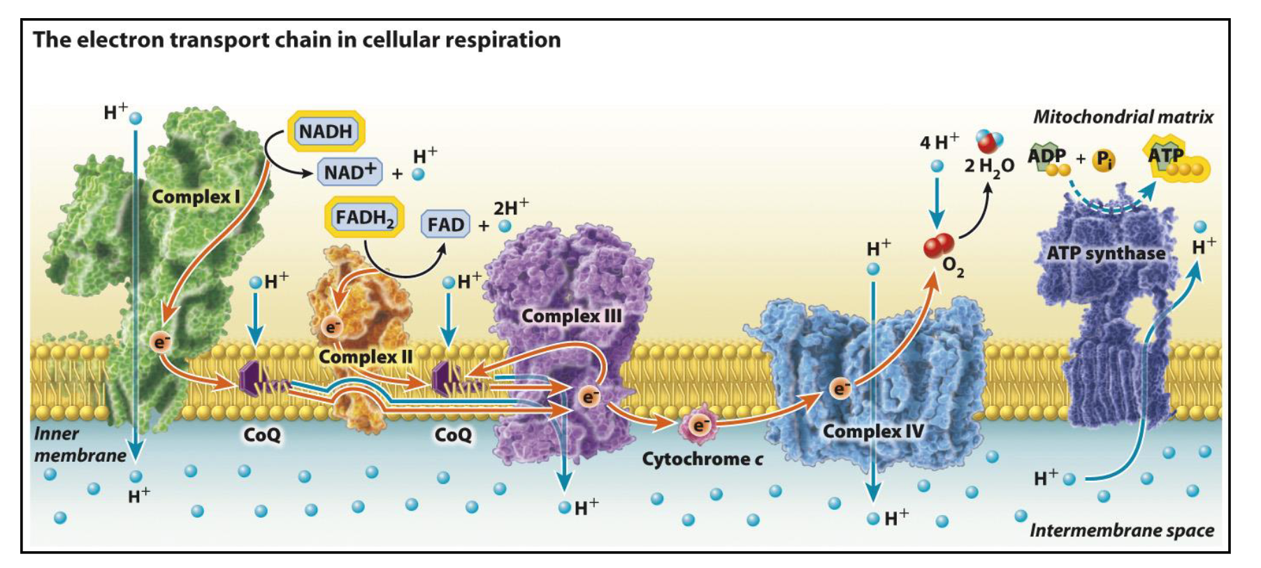 <ul><li><p><strong>Delivery:</strong> Electron carriers (<strong>NADH</strong> and <strong>FADH₂</strong>) from Glycolysis and the TCA cycle arrive and "dump" their high-energy electrons into the chain.</p></li><li><p><strong>The Chain Reaction:</strong> As these electrons move from one complex to the next, they lose energy.</p></li><li><p><strong>The Proton Pump:</strong> This lost energy isn't wasted. Complexes I, III, and IV use it as fuel to pump <strong>Hydrogen ions (</strong><span><strong>H+</strong></span><strong>)</strong> from the <strong>Matrix</strong> into the <strong>Intermembrane Space</strong>.</p></li><li><p><strong>The Final Destination:</strong> At the very end of the chain, <strong>Oxygen</strong> acts as the final electron acceptor. It grabs the "spent" electrons and some <span>H+ </span>ions to form <strong>Water (</strong><span><strong>H2O</strong></span><strong>)</strong>. This is why you need to breathe!</p></li></ul><p></p>