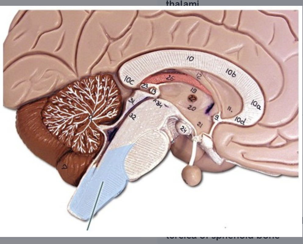 <p>location of pyramidal decussation (decussation of lateral corticospinal tracts) Intermediate mass of the thalamus (aka interthalamic adhesion) –connection between left and right thalami</p>