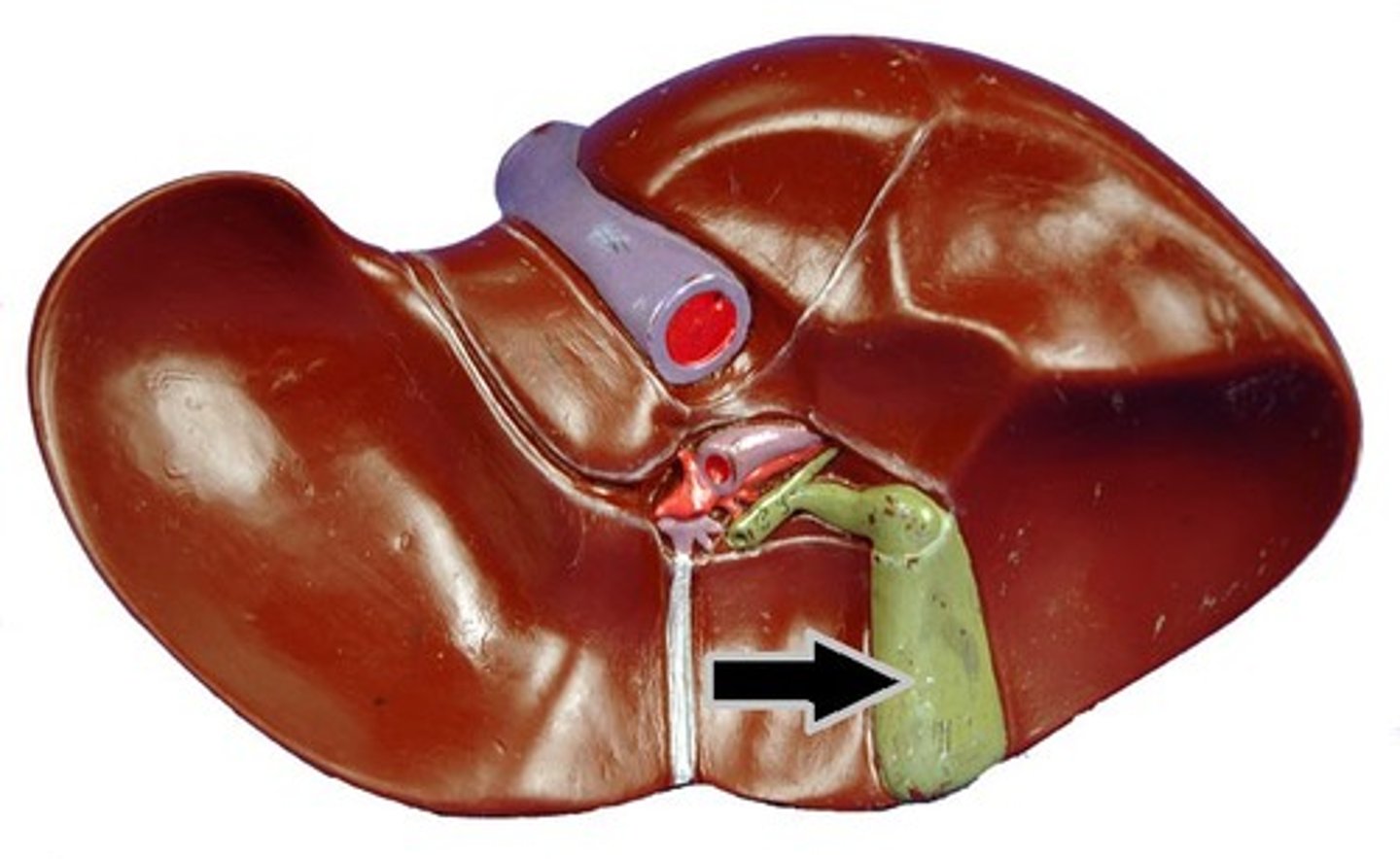 <p>gallbladder</p>