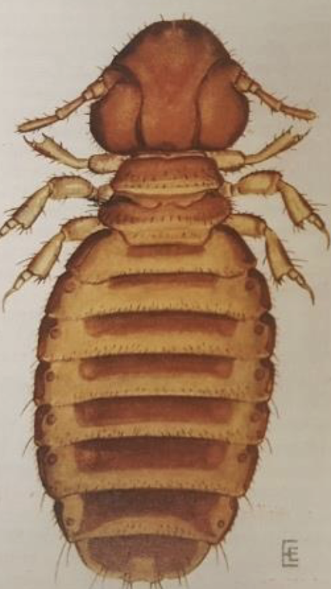 <p>ID type of louse</p>
