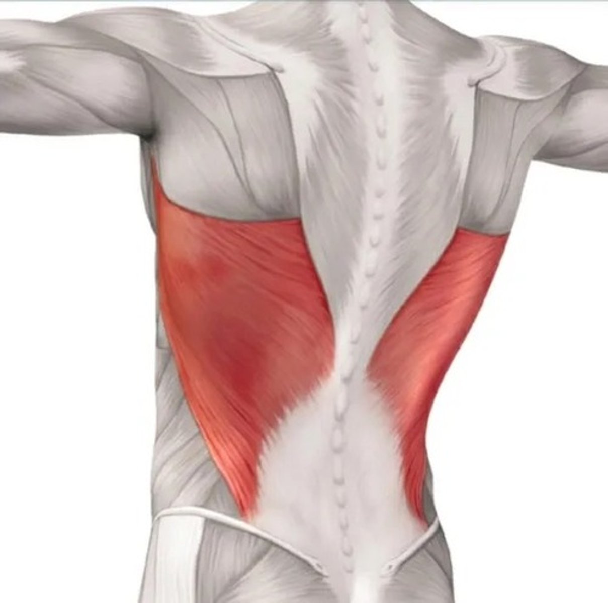 <p>Extension, adduction, and internal rotation (IR)</p>