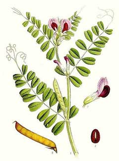 <p>Navadna grašica-Vicia sativa</p>
