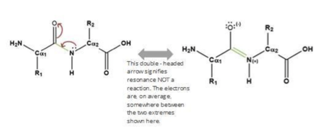 <ul><li><p>It has partial double-bond character.</p></li><li><p>so its bc os the Resonance delocalization of electrons.</p></li><li><p>it’s Rigid and planar with restricted rotation.</p></li></ul><p></p>