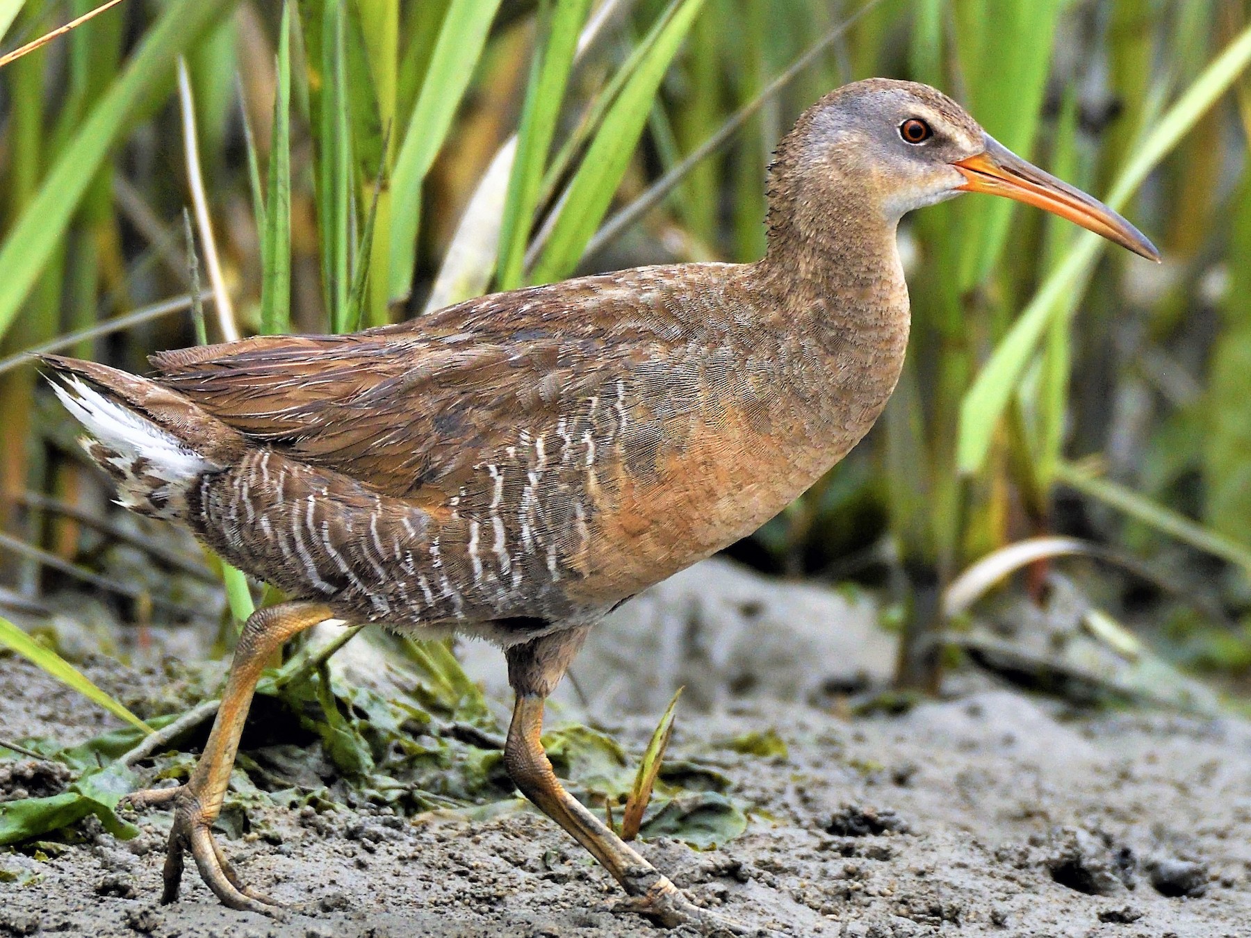 <p>Order Gruiformes Family Rallidae</p>