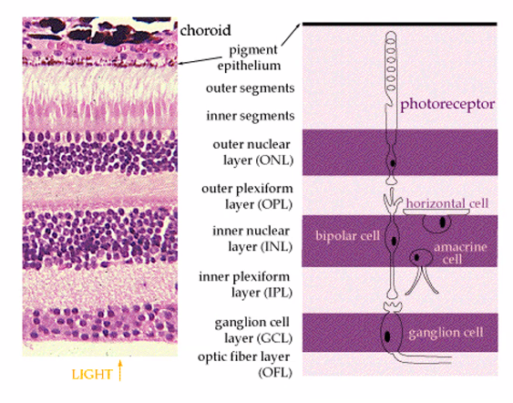 <p>on the next exam, she will show you an image of the retina cells. </p>