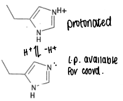 <p>The pKa of protonated His is 6.5, therefore it will become deprotonated within the body. Deprotonated His has a lone pair available for coordination, and so has a pKa of 14.</p><p>Histidine is a borderline HSAB, so will coordinate to a range of metals.</p>