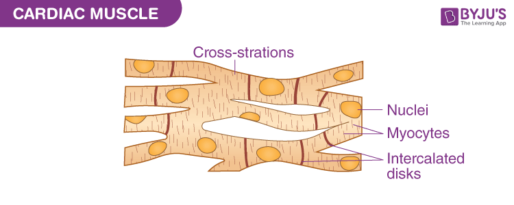 <ul><li><p>Striated</p></li><li><p>Interlacated discs hold cells together</p></li><li><p>Gaps/junctions allow communication</p></li><li><p>Can contract without anything else, myogenic</p></li><li><p>Branched and multinucleated</p></li></ul><p></p>