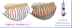 <p>-Fill up the ICS up to the sternum</p><p>-Expiratory</p><p>-FIBERS RUN CRANIOVENTRALLY</p>