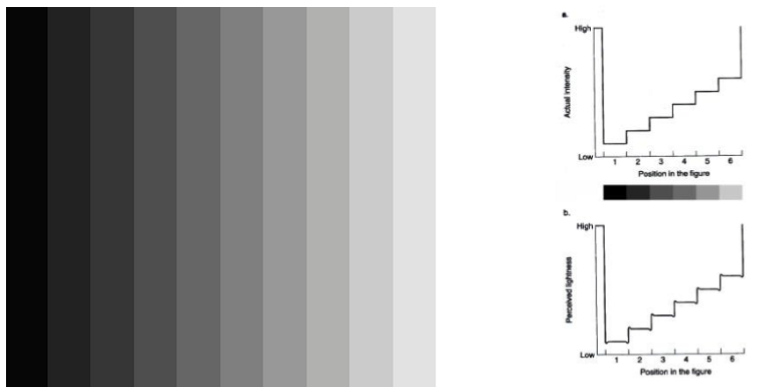 <p>They are illusions because perceived brightness does not reflect actual luminance; they demonstrate that the visual system prioritizes edge enhancement and contrast, not absolute light levels.</p>