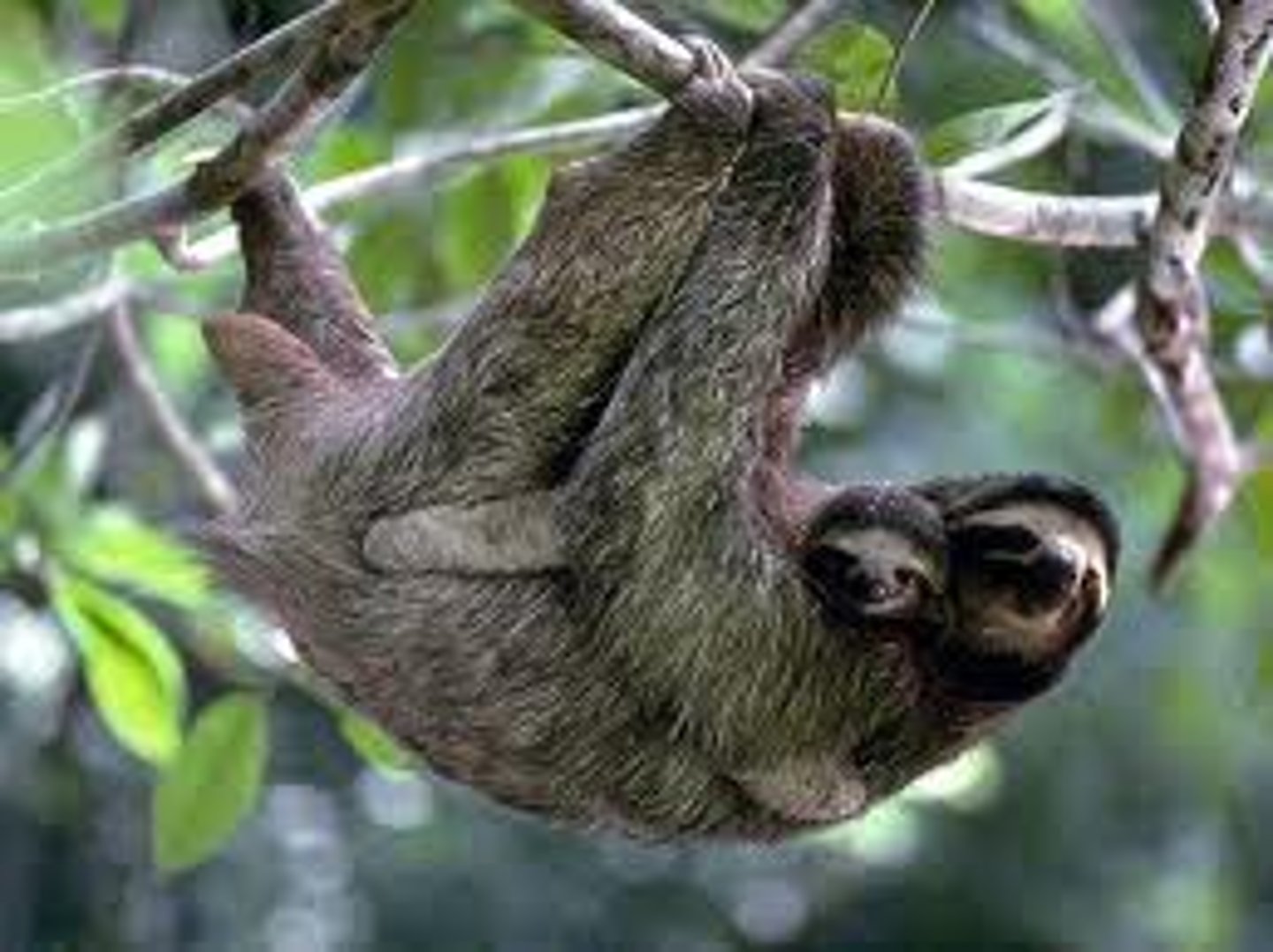 <p>laziness</p>