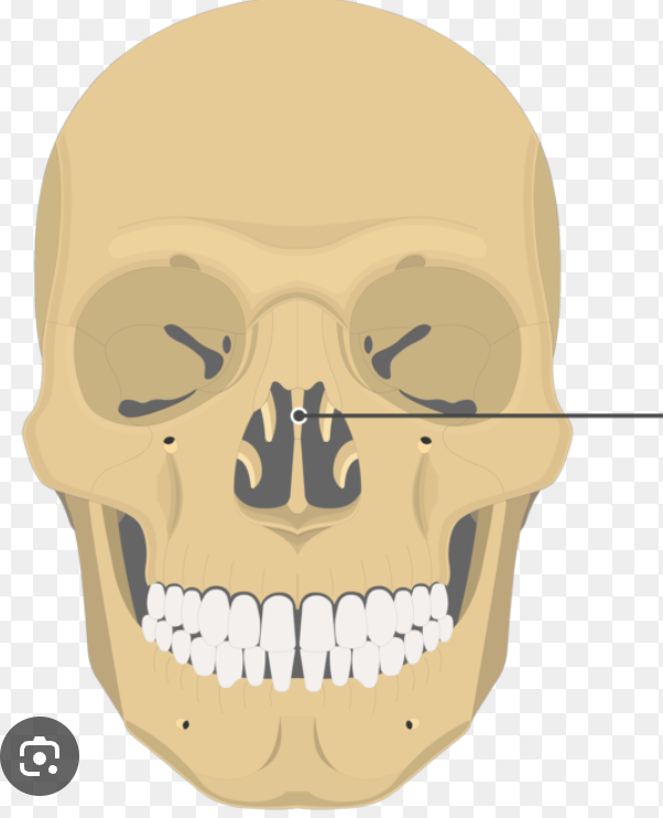 <p>Vertical portion of the ethmoid bone that forms the superior bony nasal septum</p>