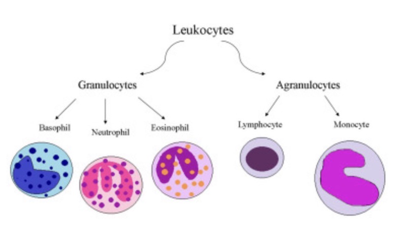 <p><strong>Granulocytes</strong>: Contain visible cytoplasmic granules (Neutrophils, Eosinophils, Basophils). <strong>Agranulocytes:</strong> Lack visible cytoplasmic granules (Lymphocytes, Monocytes).</p><p></p>