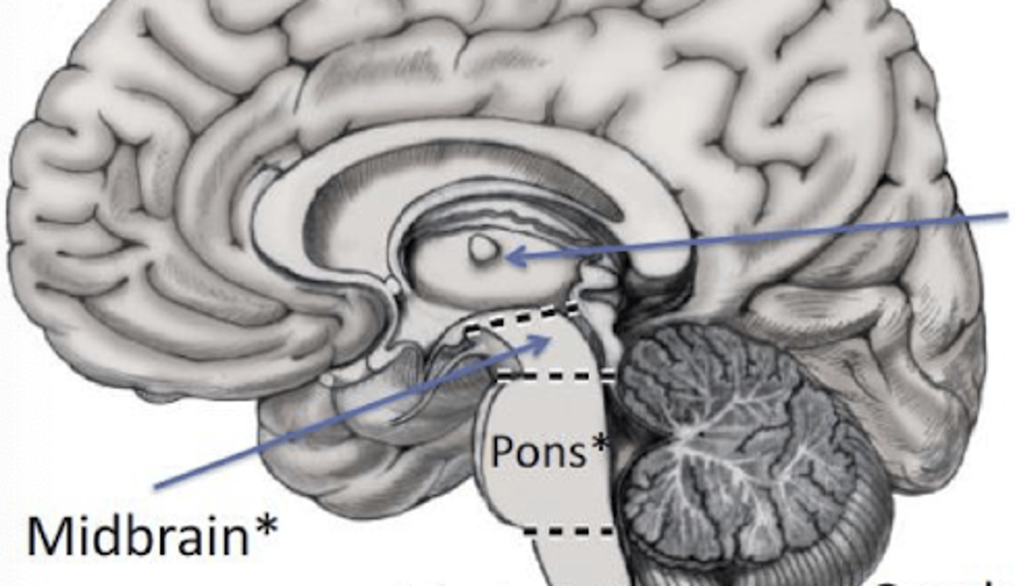<p>Cerebellum</p>
