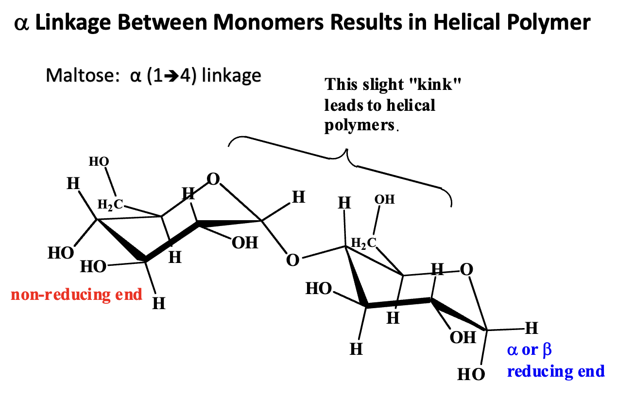 <p><strong>α-Glycosidic Linkage:</strong></p><ul><li><p>A bond between the <strong>anomeric carbon (C1) of one glucose</strong> and a <strong>hydroxyl group (usually C4) of another glucose</strong>.</p></li><li><p>In α-linkages, the <strong>OH on C1 is “down”</strong> (opposite side of CH2OH at C5 in glucose).</p></li></ul><p><strong>Structural Consequence:</strong></p><ul><li><p>The α-linkage <strong>forces the glucose units to bend</strong> slightly relative to each other.</p></li><li><p>Repeating α-linkages produce a <strong>helical polymer</strong> rather than a straight chain.</p></li></ul><p><strong>Example:</strong></p><ul><li><p><strong>α(1→4) linkage in starch (amylose)</strong> forms a <strong>right-handed helix</strong>.</p></li><li><p>The helical structure is <strong>compact</strong>, ideal for <strong>energy storage</strong>.</p></li></ul><p><strong>Contrast with β-Linkages:</strong></p><ul><li><p>β(1→4) linkages (as in cellulose) produce <strong>straight, rigid chains</strong> that can form <strong>hydrogen-bonded sheets</strong>, not helices.</p></li></ul><p><strong>Takeaway:</strong></p><ul><li><p><strong>α-linkages → helix → storage polysaccharides (starch, glycogen)</strong></p></li><li><p><strong>β-linkages → straight → structural polysaccharides (cellulose)</strong></p></li></ul><p></p>