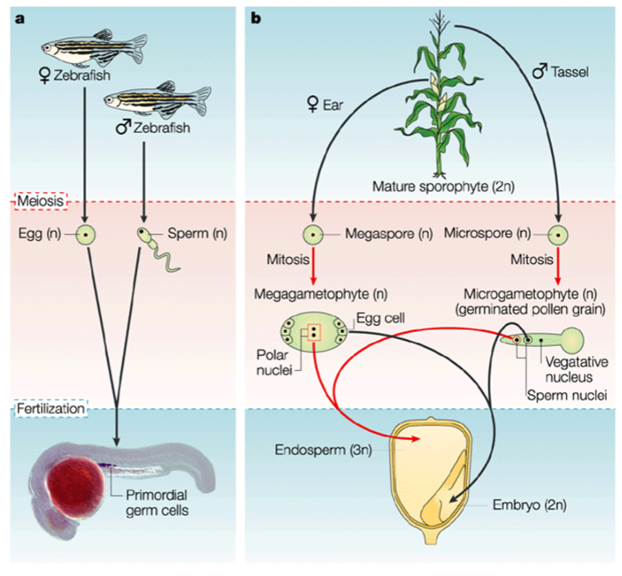 <p>Plants differ from animals in the existence of <em>“double fertilization” </em>in plants. Endosperm, maternal tissue and embryo are from three different mating events, so three different genomes. Endosperm is the product of a 3-way fertilization between two haploid female cells (polar nuclei) and a sperm.</p><p>This figure points out that plants are not born with germ cells, the cells set aside to make gametes in animals. Plants make germ cells repeatedly and late in life. No need for cells lacking complex I in plant biology.</p>