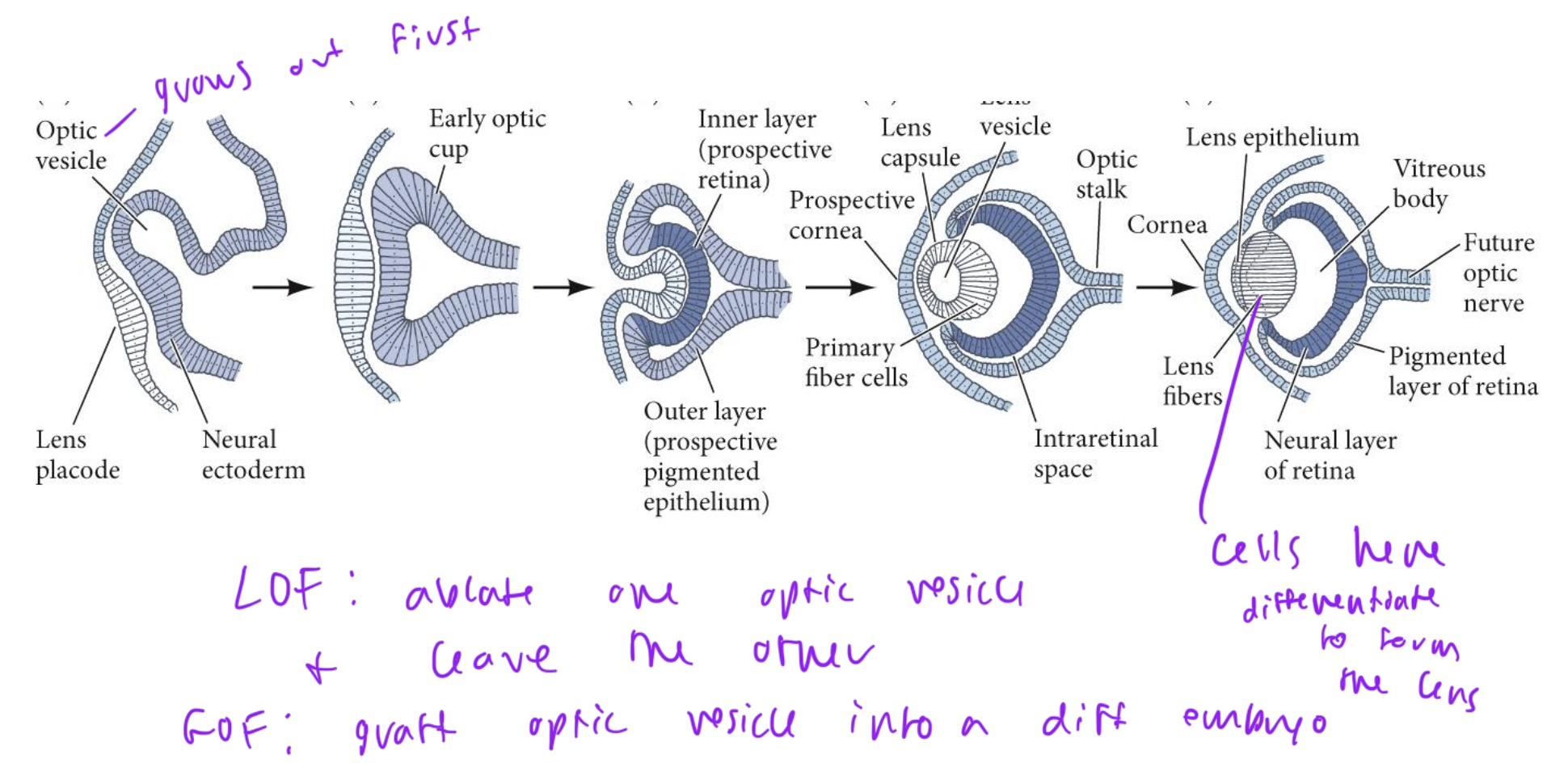 <ul><li><p>example of induction</p></li><li><p>the optic vesicle induces the surface ectoderm to thicken and form the lens placode during vertebrate eye development</p></li><li><p>the cells must differentiate in order to form the lens</p></li></ul><p></p>