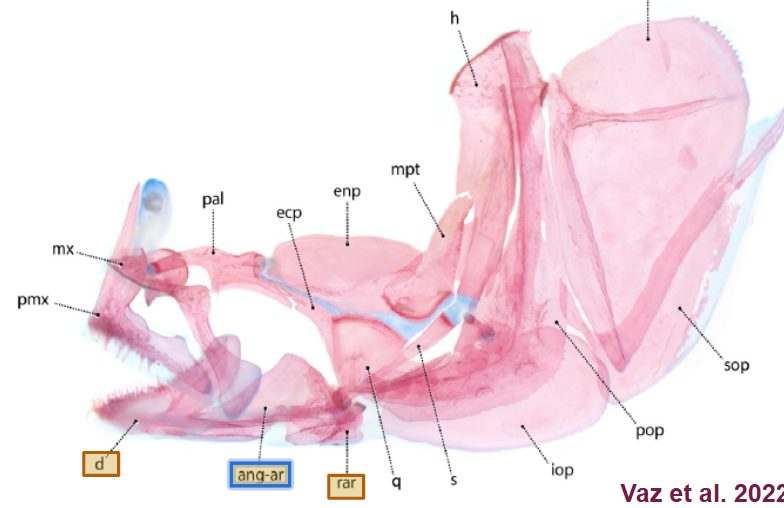 <p>lower jaw: behind dentary, point of roation for lower jaw</p>