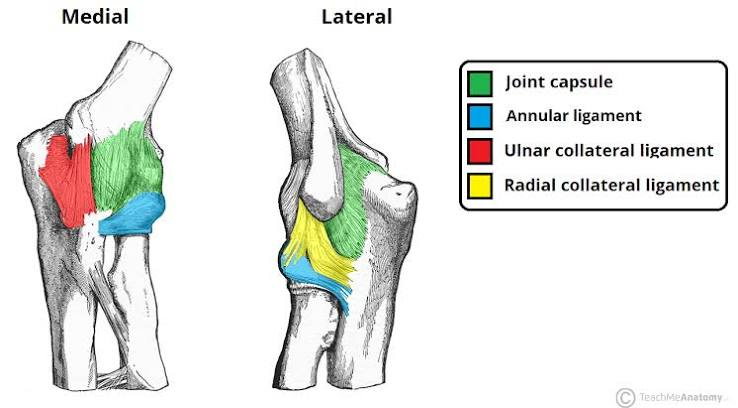 <p>[Anatomy of Selected Synovial Joints]</p><p>Elbow Joint</p>