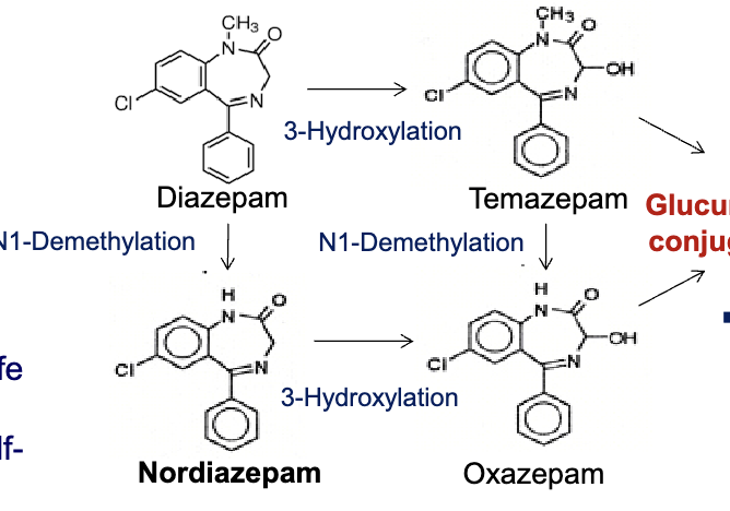 <ul><li><p>3-hydroxylation to <strong>Temazepam</strong> → N1-demethylation to <strong>oxazepam</strong></p></li><li><p>N1-demethylation to <strong>Nordiazepam</strong> → 3-hydroxylation to <strong>oxazepam</strong></p></li><li><p>temazepam and oxazepam are largely eliminated by glucuronidaton</p></li></ul><p></p>