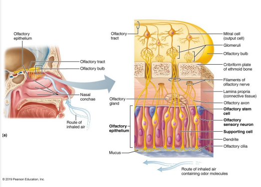 <ul><li><p>cell types of olfactory epithelium:</p><ul><li><p>olfactory sensory neurons → bipolar neurons with radiating olfactory cilia</p><ul><li><p>bundles of axons of olfactory receptor cells form the filaments of olfactory nerve</p></li><li><p>replaced every 30-60 days by olfactory stem cells</p></li></ul></li><li><p>supporting cells → surround and cushion the olfactory system neurons </p></li><li><p>olfactory stem cells → lie at the basal surface (superior side of epithelium) and divide to replace olfactory sensory neurons </p></li></ul></li></ul><p></p>