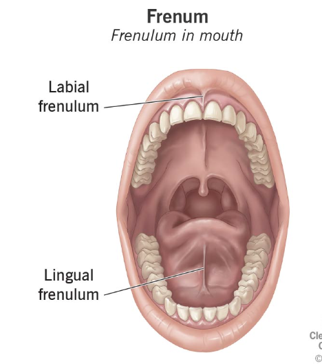 <p>A membranous fold of skin or mucous membrane that supports or restricts the movement of a part or organ, such as the small band of tissue connecting the tongue to the floor of the mouth.</p>