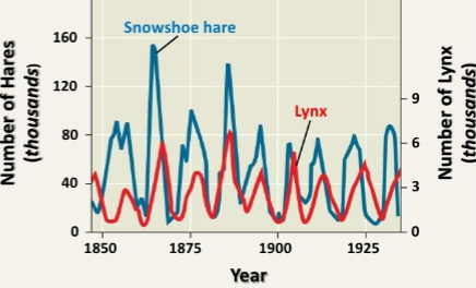 <p>- Describes a cyclical dynamic where an animal population undergoes a period of rapid, sometimes exponential growth (the boom), followed by a sudden, drastic population crash (the bust). Thus, according to this model, populations fluctuate in density with regularity.</p><p>- Hare and Lynx exemplify this model: </p><ul><li><p>Their populations rise and fall together in a tightly linked, 10-year cycle, driven by food availability and heavy predation.</p></li></ul><p></p>