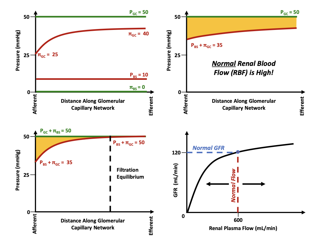 <p>What pressure opposes filtration and rises to ~35 mmHg?</p>