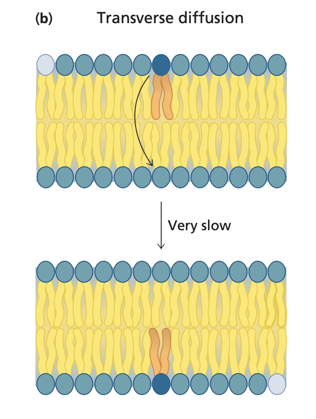 <p>passage of lipids from one mono layer of the bilayer to the other. </p>