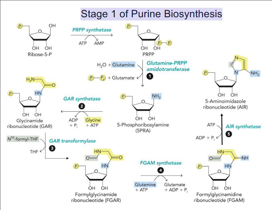 <p>Synthesis begins with reaction of 5-phosphoribosyl 1-pyrophosphate (PRPP) with Glu.</p><p>Purine ring builds up following the addition of three carbons from glycine.</p>