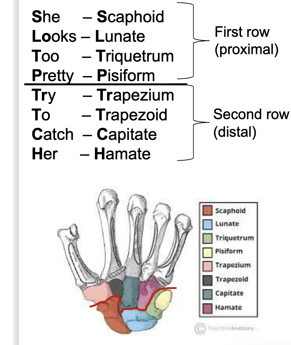 <ul><li><p>Scaphoid</p></li><li><p>Lunate</p></li><li><p>Triquetrum</p></li><li><p>Pisiform</p></li><li><p>Trapezium</p></li><li><p>Trapezoid</p></li><li><p>Capitate</p></li><li><p>Hamate</p></li></ul><p></p>