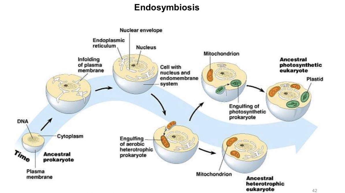 <ul><li><p>Mitochondrion and chloroplast have 70S ribosomes and circular DNA like bacterium.</p></li><li><p>Mitochondrion and chloroplast are in fact ancient bacteria which now live inside larger cells of animals and plants.</p></li><li><p>This is known as endosymbiont theory.</p></li><li><p>‘Endo’ means inside and a ‘symbiont’ is an organism which lives in a mutually beneficial relationship with another organism.</p></li></ul><p></p>
