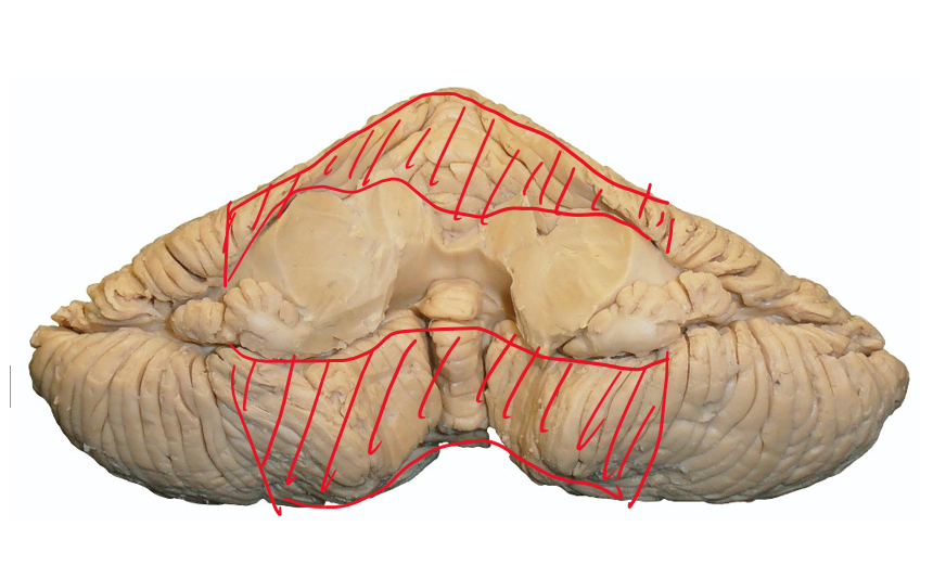 <p>Identify the highlighted section. What does it receive input from and where does it output?</p>