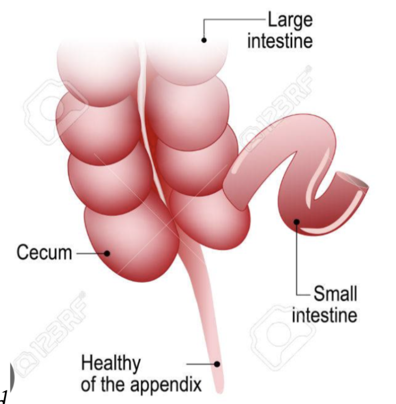 <ul><li><p><span style="background-color: transparent; font-family: "Cormorant Garamond", serif;">Där </span><span style="font-family: "Cormorant Garamond", serif;"><mark data-color="#f0e0ff" style="background-color: rgb(240, 224, 255); color: inherit;">tunntarmen</mark></span><span style="background-color: transparent; font-family: "Cormorant Garamond", serif;"> ansluter till </span><span style="font-family: "Cormorant Garamond", serif;"><mark data-color="#f0e0ff" style="background-color: rgb(240, 224, 255); color: inherit;">tjocktarmen</mark></span><span style="background-color: transparent; font-family: "Cormorant Garamond", serif;"> bildar <strong>blindtarmen </strong>med sitt </span><span style="font-family: "Cormorant Garamond", serif;"><strong><mark data-color="#f0e0ff" style="background-color: rgb(240, 224, 255); color: inherit;">appendix</mark></strong></span><span style="background-color: transparent; font-family: "Cormorant Garamond", serif;"><strong> (</strong></span><span style="font-family: "Cormorant Garamond", serif;"><mark data-color="#f0e0ff" style="background-color: rgb(240, 224, 255); color: inherit;">blindtarmsbihang</mark></span><span style="background-color: transparent; font-family: "Cormorant Garamond", serif;">) en utbuktning. Där <mark data-color="#f0e0ff" style="background-color: rgb(240, 224, 255); color: inherit;">appendixet</mark> kan bli inflammerat och då oftas opereras bort. <em>Cecum = blindtarm. Se bild</em></span></p></li></ul><p>Man har länge trott att <mark data-color="#f0e0ff" style="background-color: rgb(240, 224, 255); color: inherit;">blindtarmsbihanget</mark> är onödigt men den spelar en roll för immunförsvaret.</p>