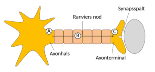 <p><span style="background-color: transparent;">Om det samlade resultatet av alla synapspotentialer blir tillräckligt starkt för att depolarisera axonhalsen till tröskelnivån, då utlöses en aktionspotential. Om de hämmande signalerna dominerar, eller om de stimulerande inte räcker till, når cellen inte tröskeln och ingen nervimpuls skickas vidare.</span></p><p>Om depolariseringen i axonhalsen dessutom kvarstår över tid kan nervcellen börja skicka ut flera aktionspotentialer efter varandra. Ju starkare och mer ihållande depolariseringen är, desto tätare blir nervimpulserna. </p><p>Alla synapser påverkar inte nervcellen lika mycket. Synapser som sitter nära axonhalsen har större påverkan än de som sitter längre bort på dendriterna. Detta beror på att signalerna försvagas ju längre de färdas genom cellen innan de når axonhalsen.</p>