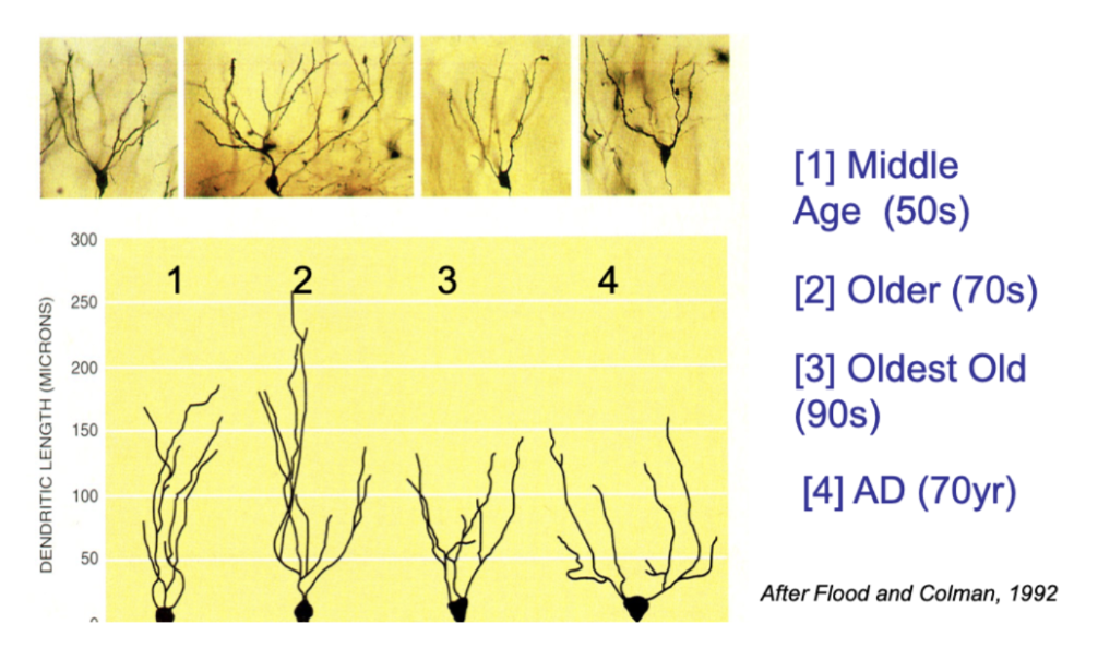 <p>With ageing:</p><ul><li><p><strong>Reduced dendritic length and branching</strong></p></li><li><p>Simpler neuronal structure (less connectivity)</p></li></ul><p></p>