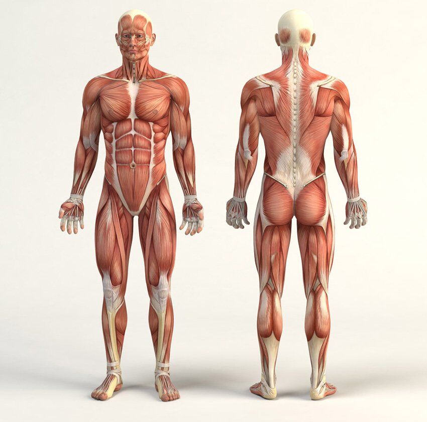 <p>Standardized reference position</p>