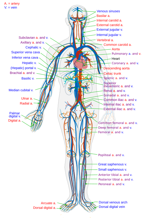 <p>What organ system is this, what is it’s key organs, and what is it’s function?</p>