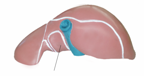 <p>Name the structure</p>